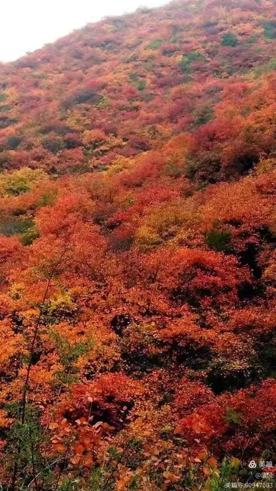 绛县紫家峪红叶之缘